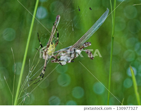 一隻雌性長顎圓蛛正在捕食一隻蚱蜢 一隻雌性長顎圓蛛正在捕食一隻蚱蜢 130977327