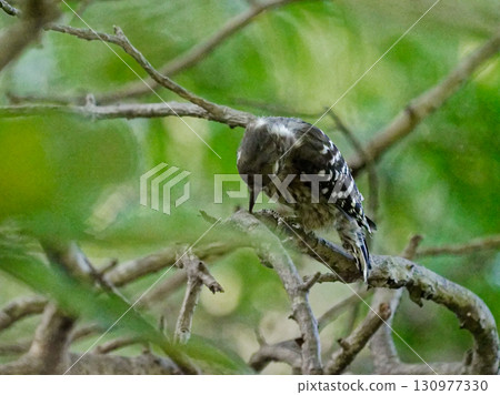小ger的覓食♀ 小ger的覓食♀ 130977330