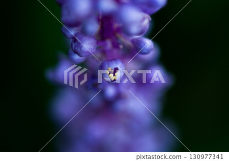 闊葉山麥冬 130977341