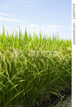 Domestic rice paddy 130977435