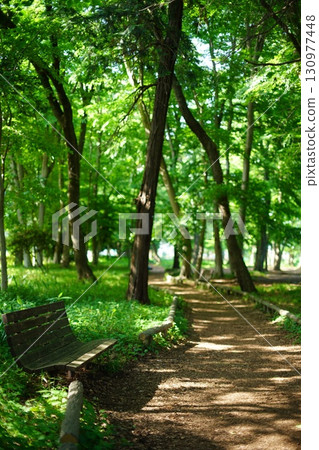 A bench in a park surrounded by trees A bench in a park surrounded by trees 130977448
