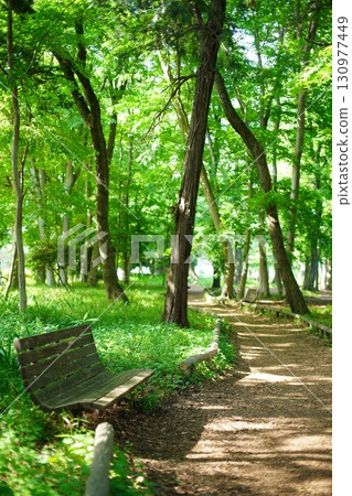 A bench in a park surrounded by trees 130977449