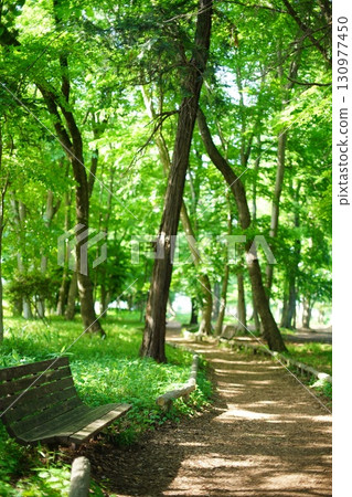 A bench in a park surrounded by trees A bench in a park surrounded by trees 130977450
