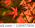 鮮紅的秋葉 130977856