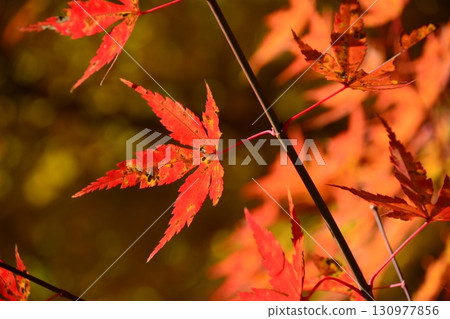 鮮紅的秋葉 鮮紅的秋葉 130977856