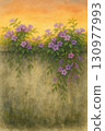Wisteria flower wall at sunset 130977993