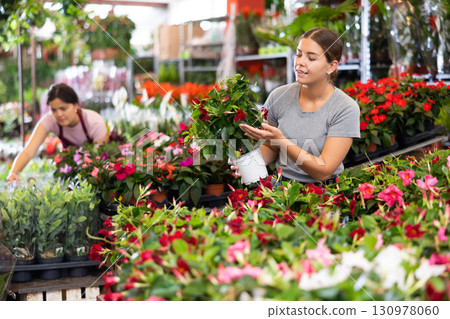 Positive girl buyer chooses pot flowers Dipladenia at flower market 130978060