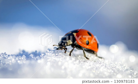 A beautiful red ladybug rests on snowy texture A beautiful red ladybug rests on snowy texture 130978183