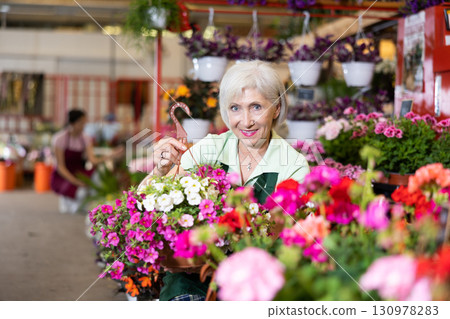 Elderly saleswoman arranging pots of blooming petunias in flower shop Elderly saleswoman arranging pots of blooming petunias in flower shop 130978283