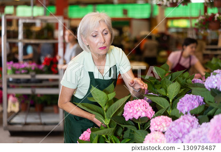 Portrait of elderly female gardener taking care flowers of hydrangea in pots 130978487