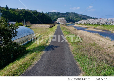 A peaceful spring scene along the river with cherry blossoms in bloom 130978690