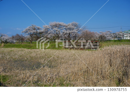 A peaceful Japanese rural landscape in spring 130978755