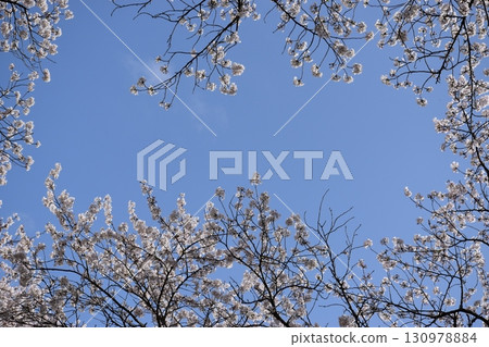 Sakura tunnel 130978884