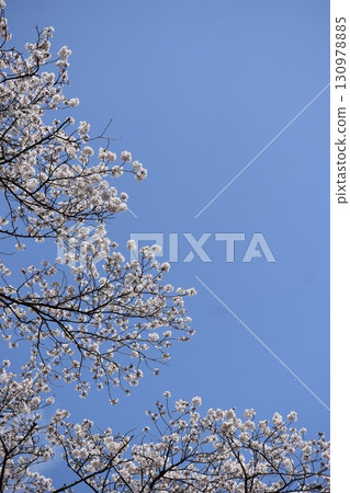 櫻花隧道 130978885