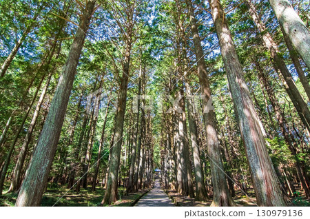 大高觀音寺參道的柏樹林（三重郡三郡菰野町） 130979136