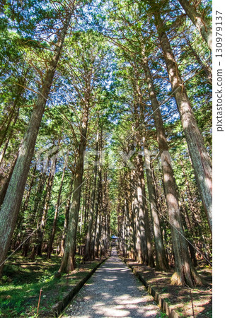 大高觀音寺參道的柏樹林（三重郡三郡菰野町） 130979137