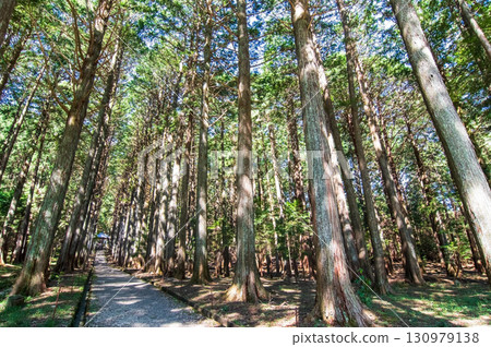 Cypress forest on the approach to Odaka Kannon Temple (Komono Town, Mie County, Mie Prefecture) Cypress forest on the approach to Odaka Kannon Temple (Komono Town, Mie County, Mie Prefecture) 130979138