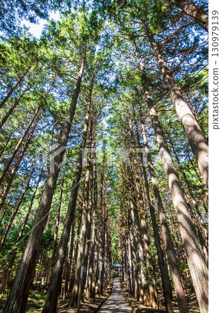 Cypress forest on the approach to Odaka Kannon Temple (Komono Town, Mie County, Mie Prefecture) 130979139