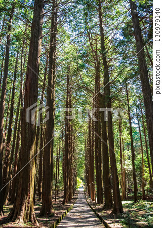 Cypress forest on the approach to Odaka Kannon Temple (Komono Town, Mie County, Mie Prefecture) 130979140