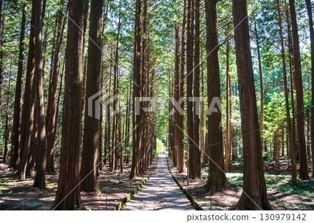Cypress forest on the approach to Odaka Kannon Temple (Komono Town, Mie County, Mie Prefecture) 130979142