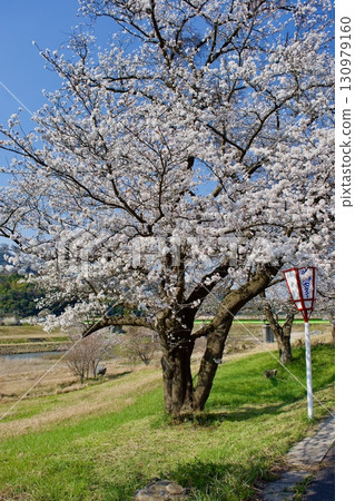 Hirose Gassan Toda Castle Town Cherry blossoms along the Toda River 130979160