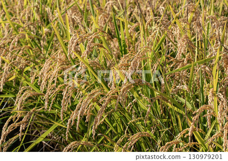 Higashikawa rice paddies 130979201
