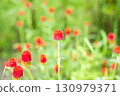 Cute, round cosmos 130979371