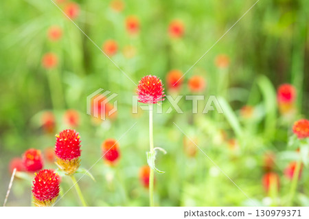 Cute, round cosmos 130979371
