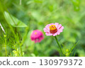 Vibrant zinnias blooming in the field 130979372