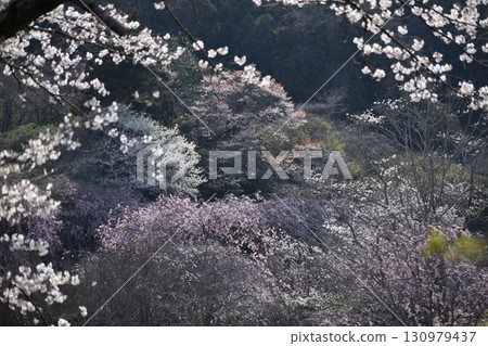 Hitachi Fudoki Hill with cherry blossoms in full bloom 130979437
