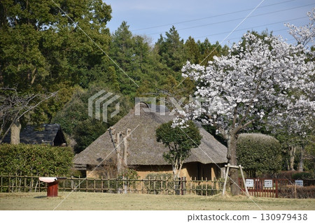 Hitachi Fudoki Hill with cherry blossoms in full bloom 130979438