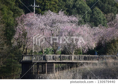 Hitachi Fudoki Hill with cherry blossoms in full bloom 130979440