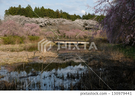 Hitachi Fudoki Hill with cherry blossoms in full bloom 130979441