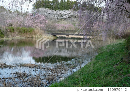 Hitachi Fudoki Hill with cherry blossoms in full bloom 130979442