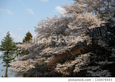 Hitachi Fudoki Hill with cherry blossoms in full bloom 130979443