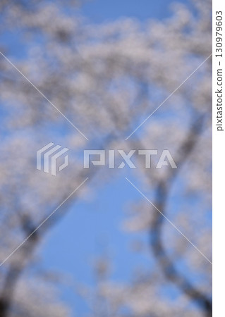 Blurred background material of a cherry blossom tunnel 130979603