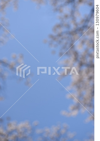 Blurred background material of a cherry blossom tunnel 130979604