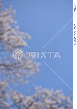 Blurred background material of a cherry blossom tunnel 130979606