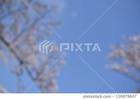 Blurred background material of a cherry blossom tunnel 130979607