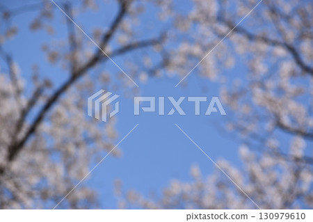 櫻花隧道的模糊背景素材 130979610