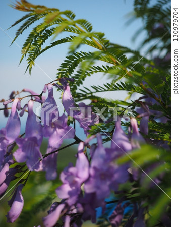Jacaranda Forest Roadside Station, Nango, Nichinan City Jacaranda Forest Roadside Station, Nango, Nichinan City 130979704