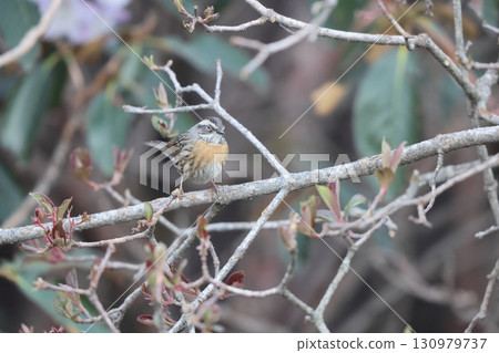 Scarlet Skylark 130979737