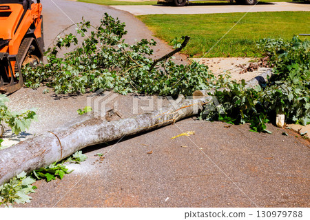 Fallen tree blocking residential street after storm cleanup effort in suburban area Fallen tree blocking residential street after storm cleanup effort in suburban area 130979788