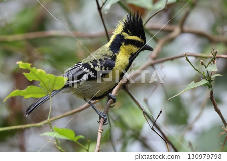 黃冠山雀 黃冠山雀 130979798