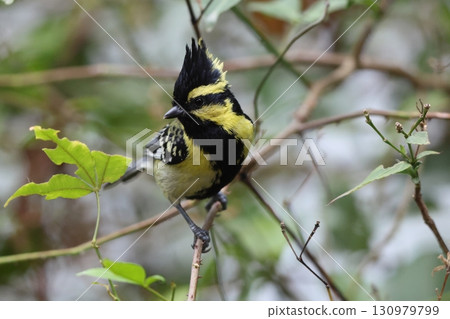 黃冠山雀 130979799