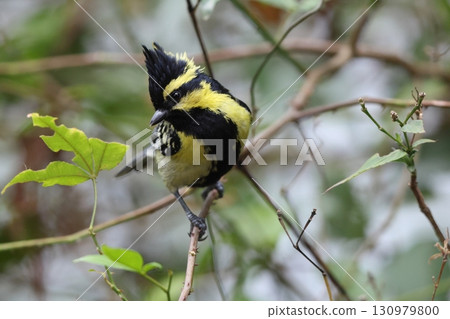 黃冠山雀 黃冠山雀 130979800