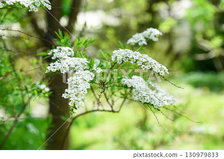 White blooming branch of Spiraea prunifolia in spring with fresh green foliage, small clustered flowers creating a natural soft floral composition. 130979833
