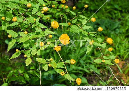 Branch of Kerria japonica with delicate yellow blossoms just beginning to bloom, close-up of spring flowers on a fresh green background. Branch of Kerria japonica with delicate yellow blossoms just beginning to bloom, close-up of spring flowers on a fresh green background. 130979835
