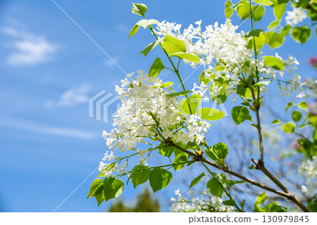 Pure white lilac flowers clustered in spring bloom, delicate petals with lush green foliage, vibrant seasonal beauty in natural daylight. 130979845