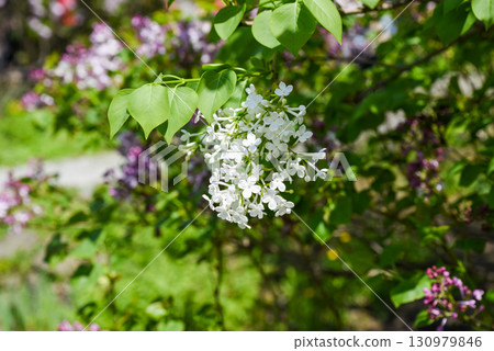White lilac branch blooming within green bush, rich foliage and delicate flower clusters highlight natural beauty of spring garden. White lilac branch blooming within green bush, rich foliage and delicate flower clusters highlight natural beauty of spring garden. 130979846